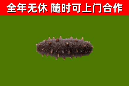 顺昌县烟酒回收干海参.jpg